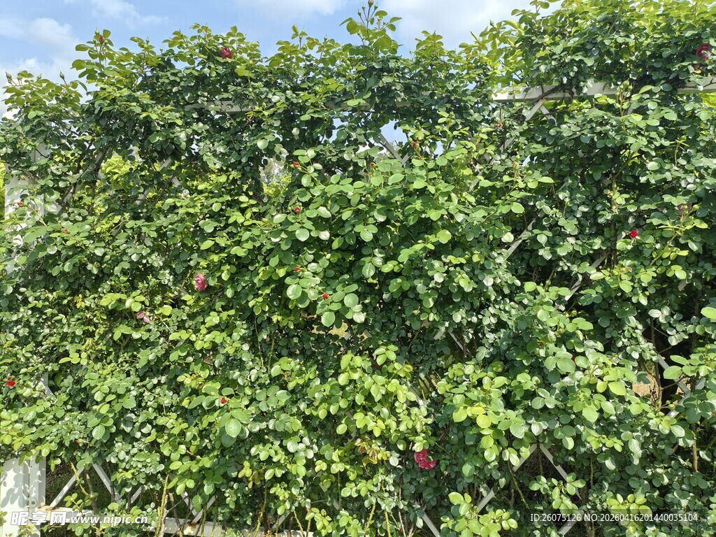 繁茂绿树展现盎然生机