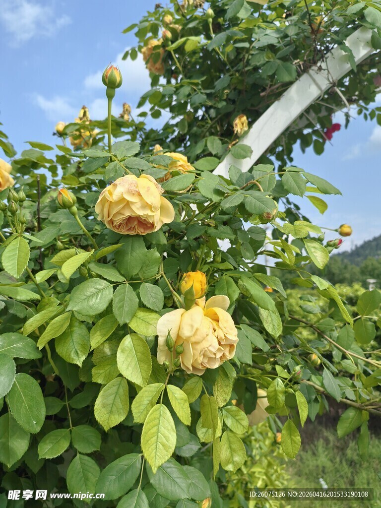 盛开的黄色蔷薇花