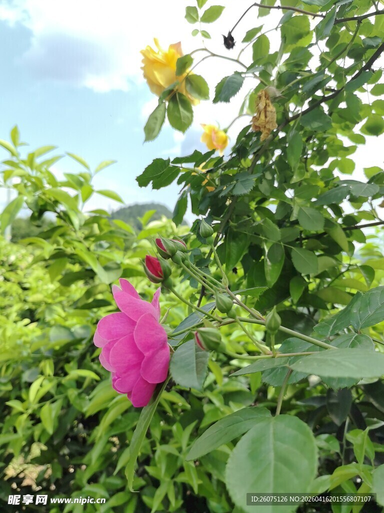 娇艳花卉绽放绿意间