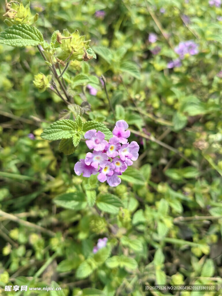 紫色小花绽放于绿叶间