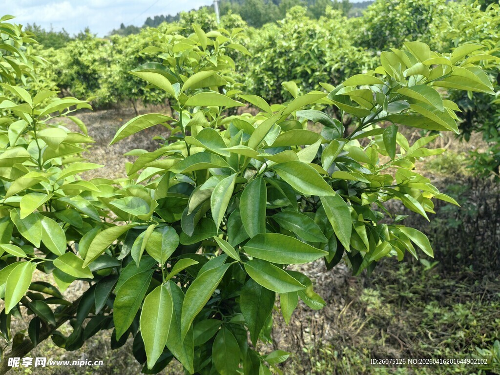 绿叶繁茂的果园景象