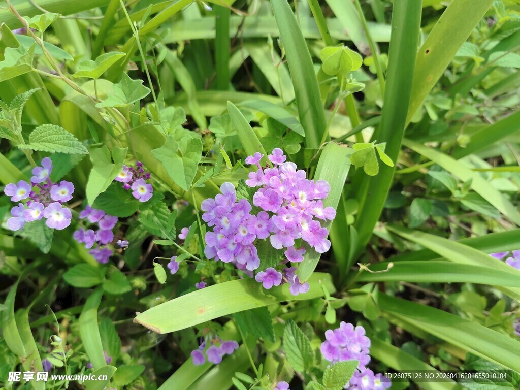 紫色小花绽放于绿叶间