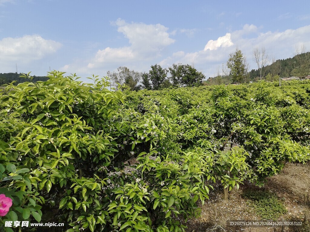 绿意盎然的繁茂果园