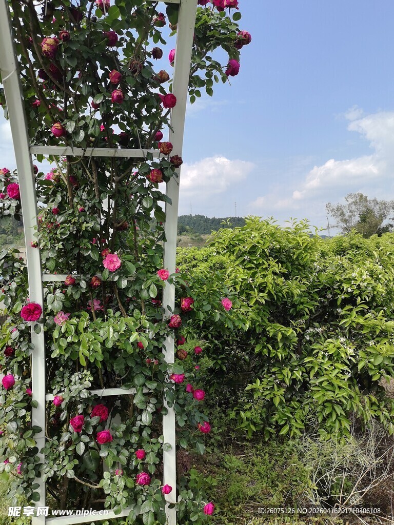 蔷薇攀爬拱门的美丽景致