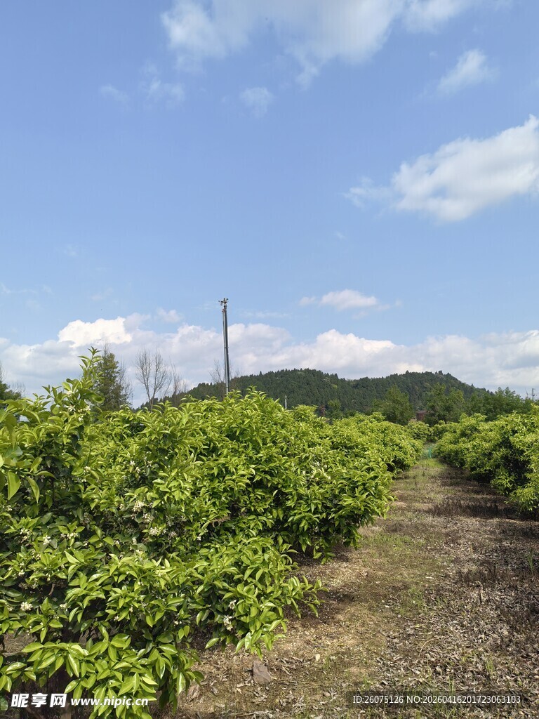 绿意盎然的山间农田小径