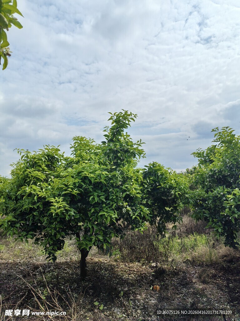 果园绿树成荫