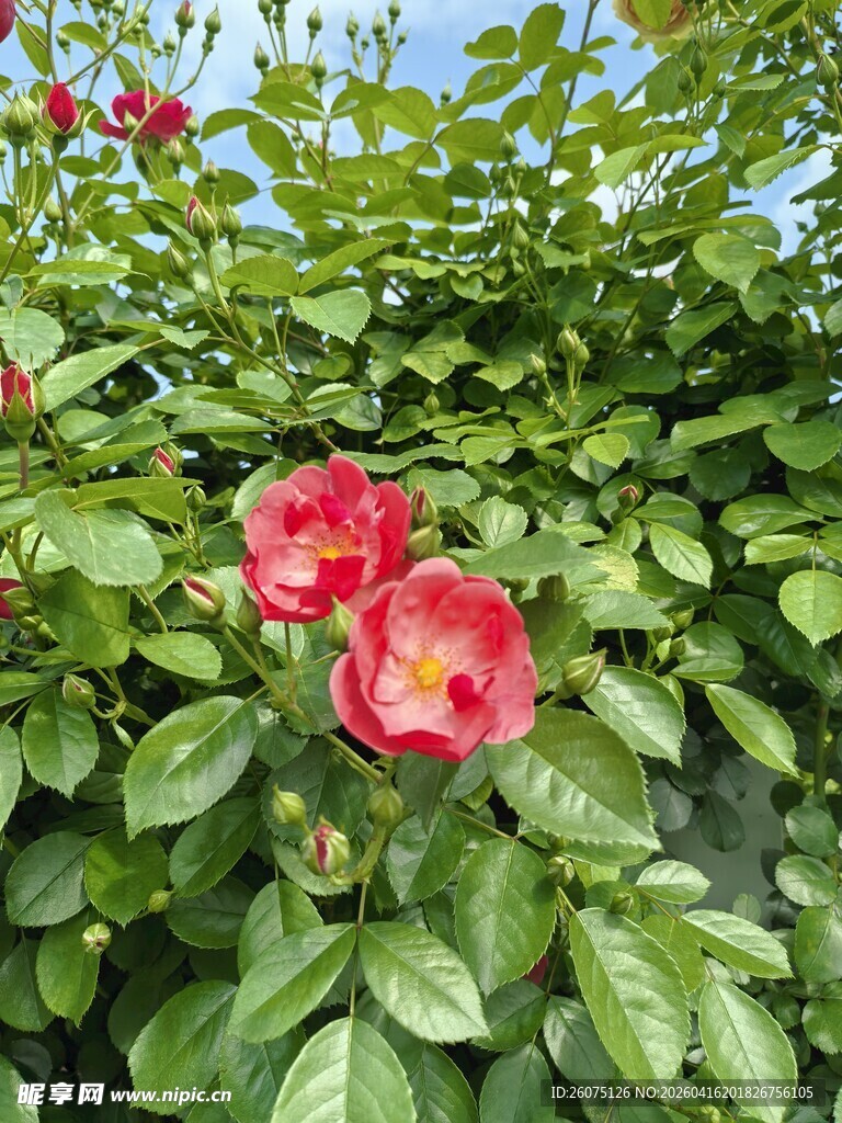 娇艳红花朵朵绿叶相伴