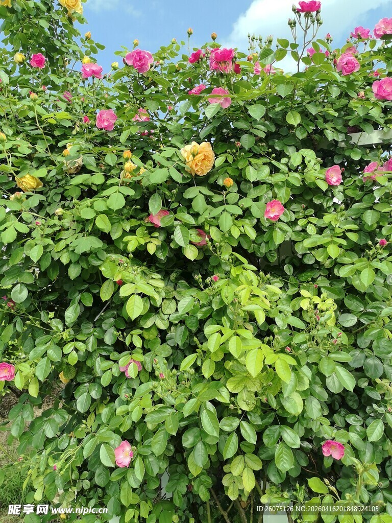 繁花绿叶的美丽植物景观