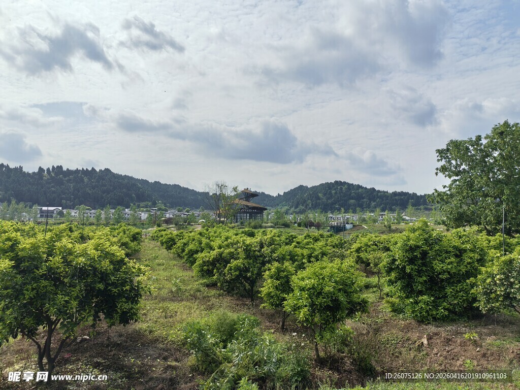 田园果园风光
