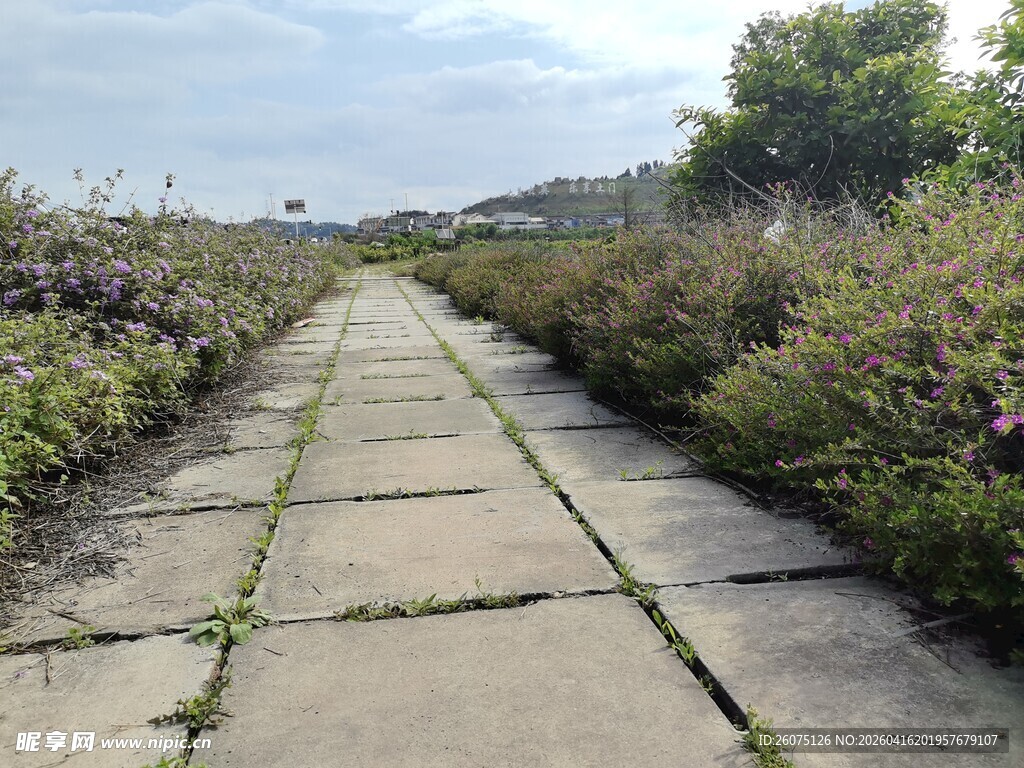 乡间石板小径花草相伴