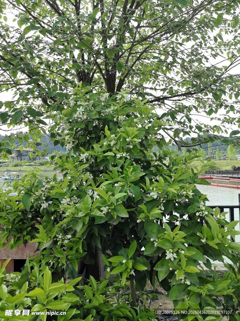 繁茂绿树与周边景致
