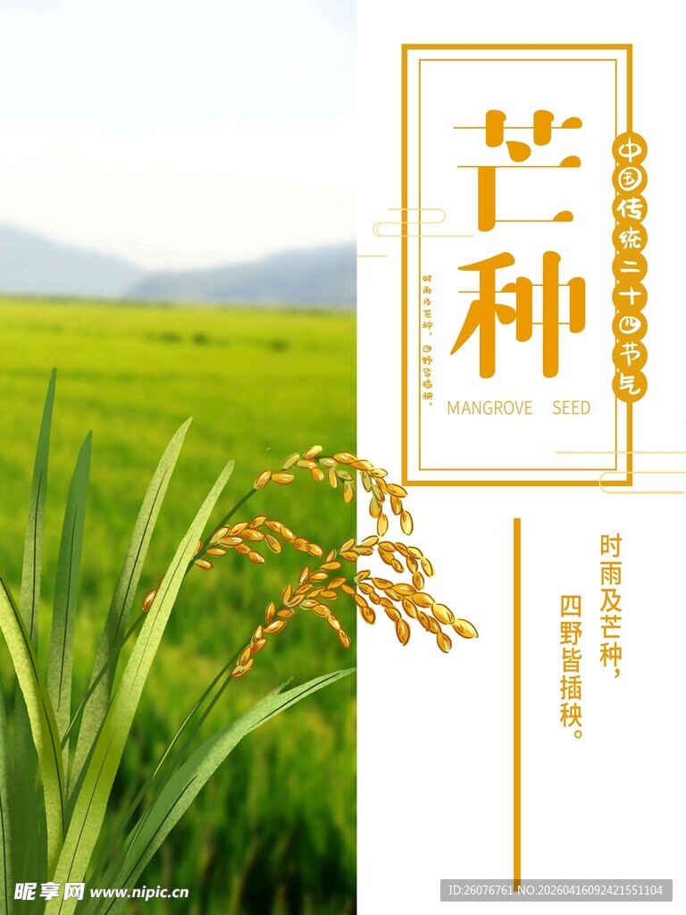 芒种