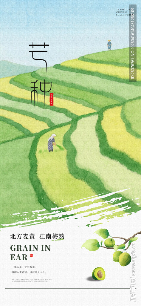 芒种 