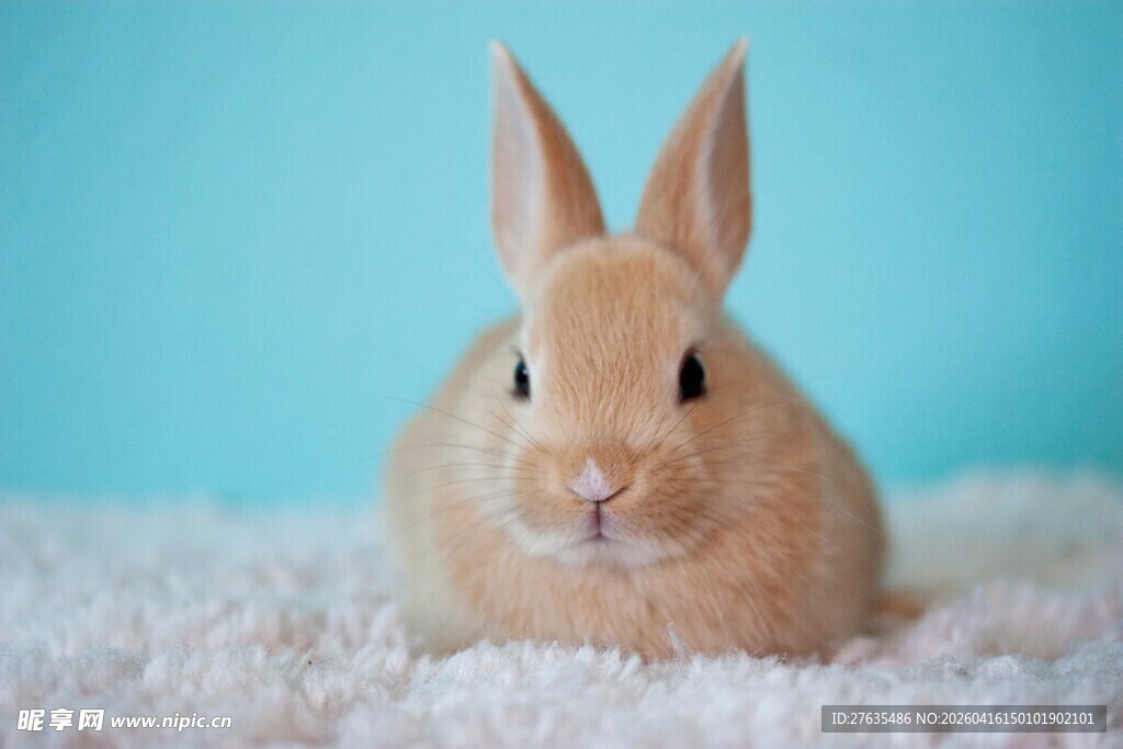 可爱小兔趴于柔软毛毯上
