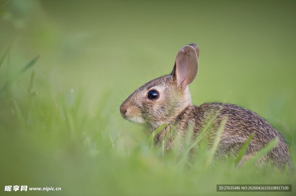 草丛中的可爱野兔