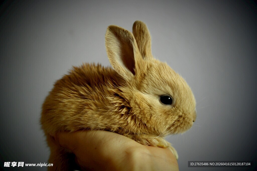 可爱毛茸茸兔子侧面特写