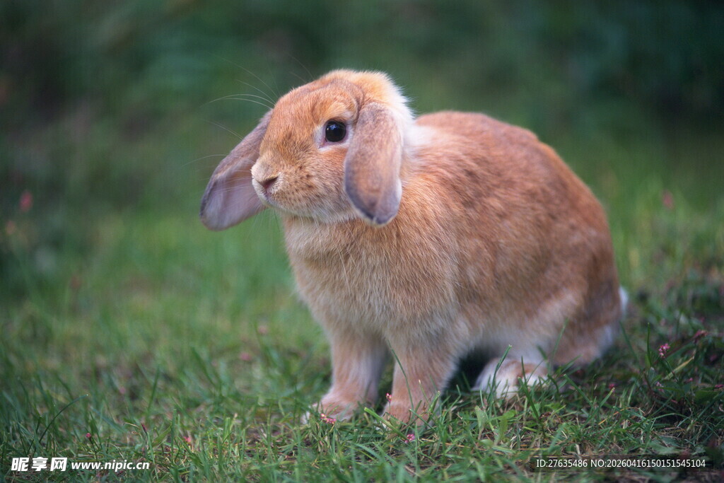草地上的可爱棕色小兔子
