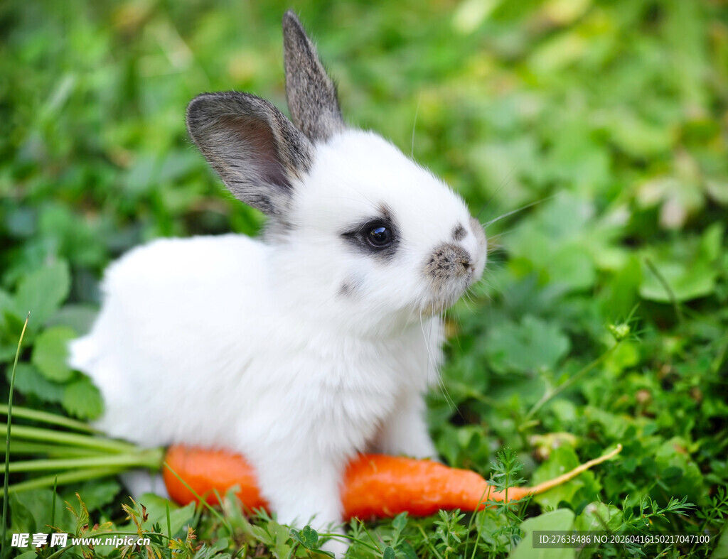 白兔抱胡萝卜于绿草地