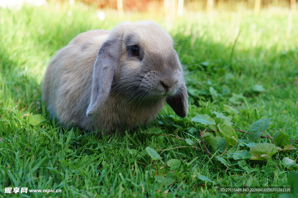 草地上的可爱垂耳兔