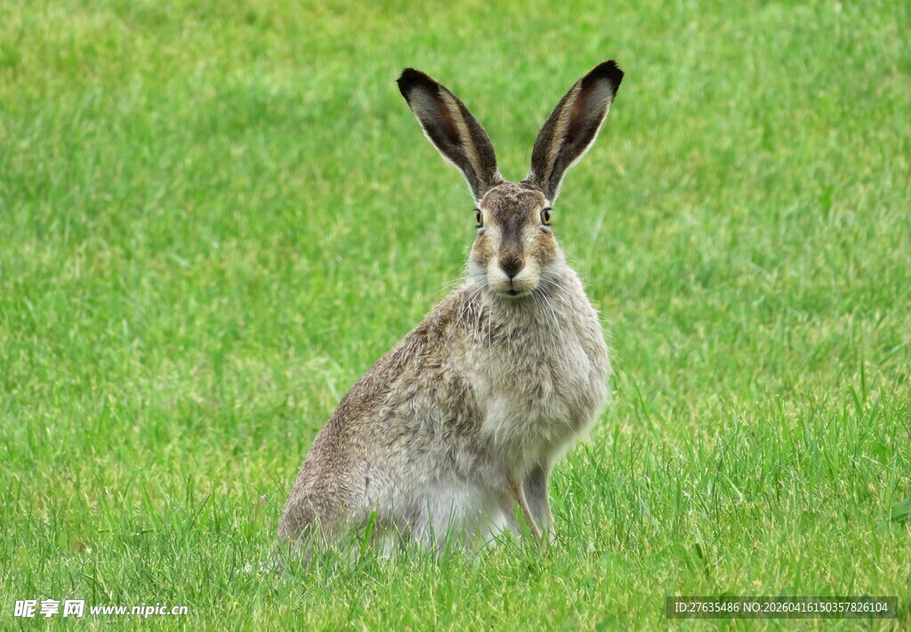 草地上的长耳野兔