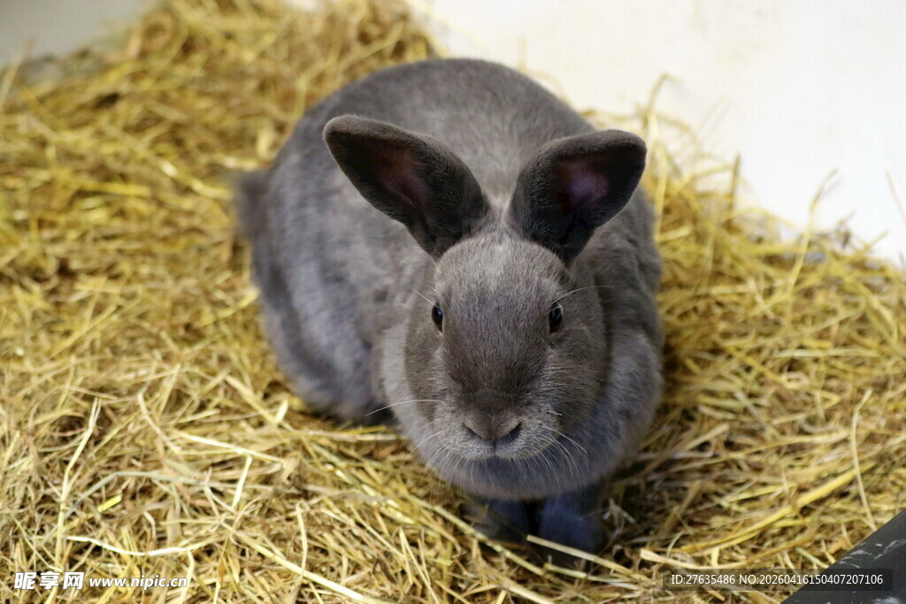 灰兔静卧于干草之上