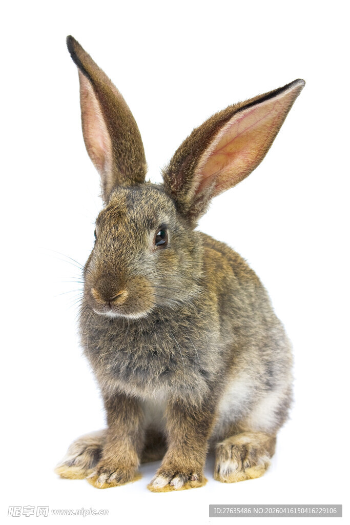 可爱灰兔特写
