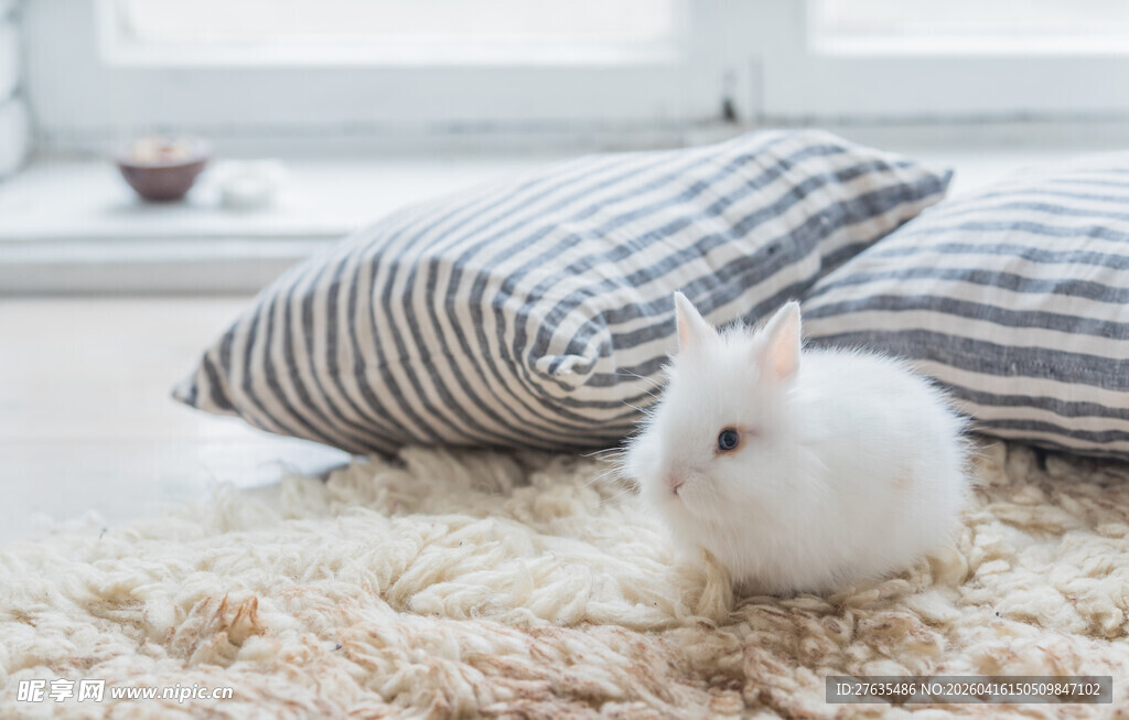 可爱白兔卧于柔软地毯上