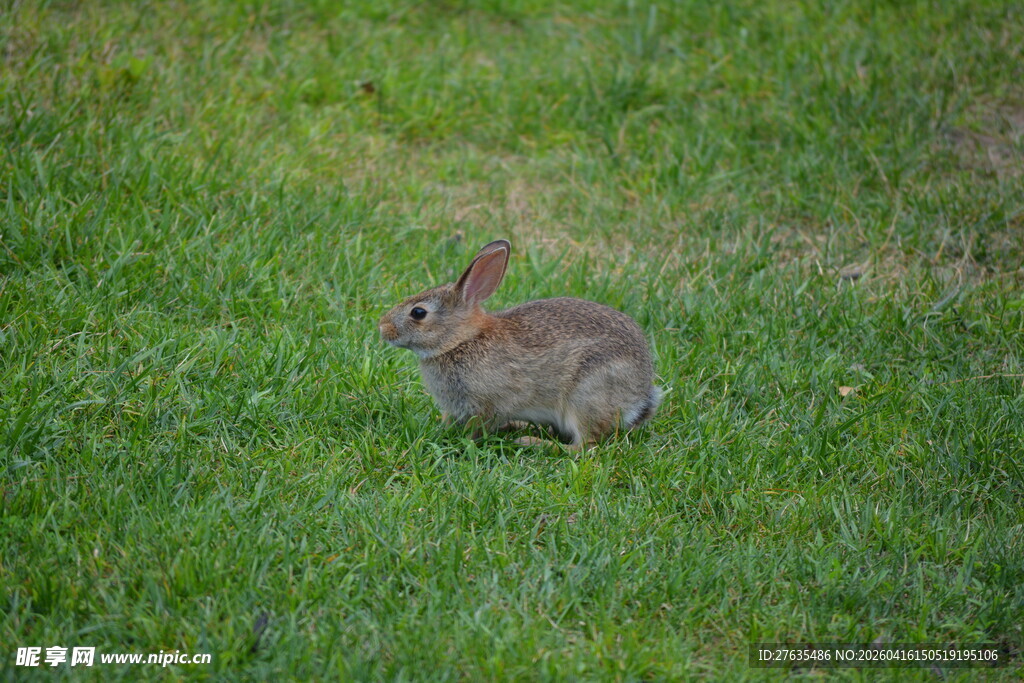草地上的可爱小灰兔