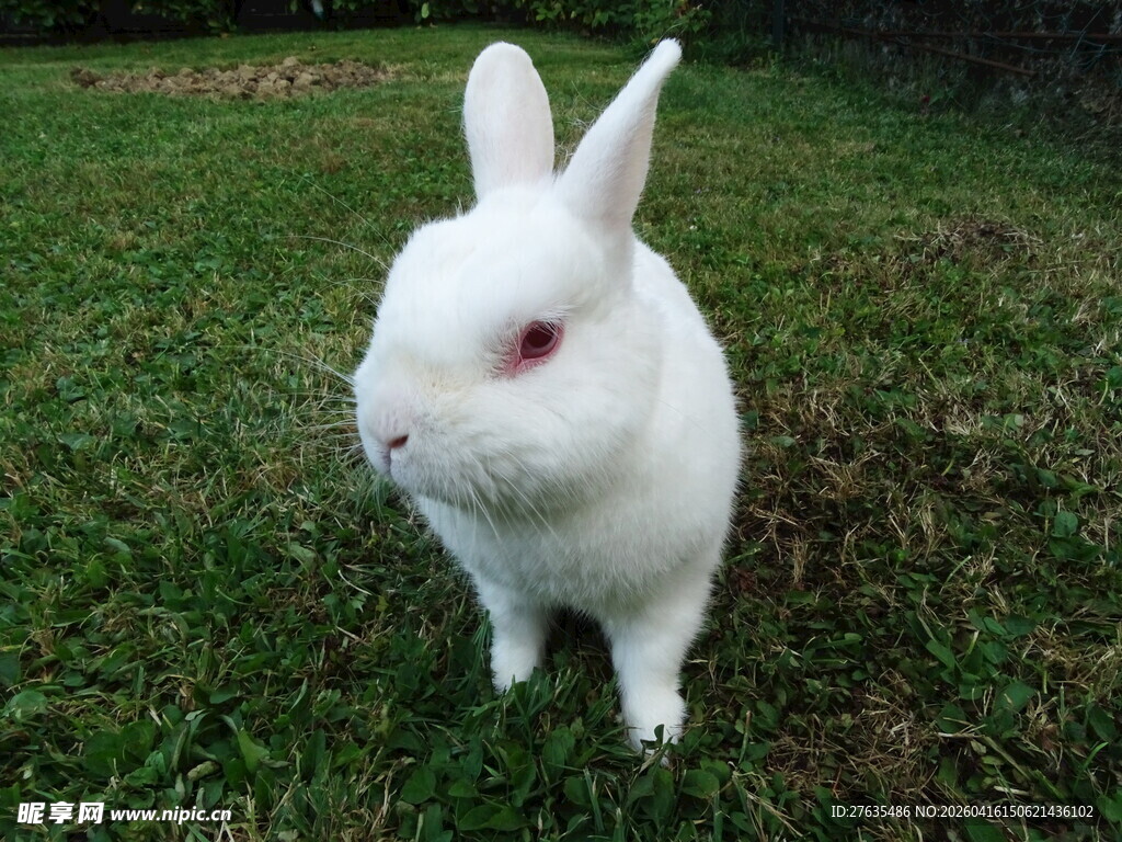 草地上的可爱白兔
