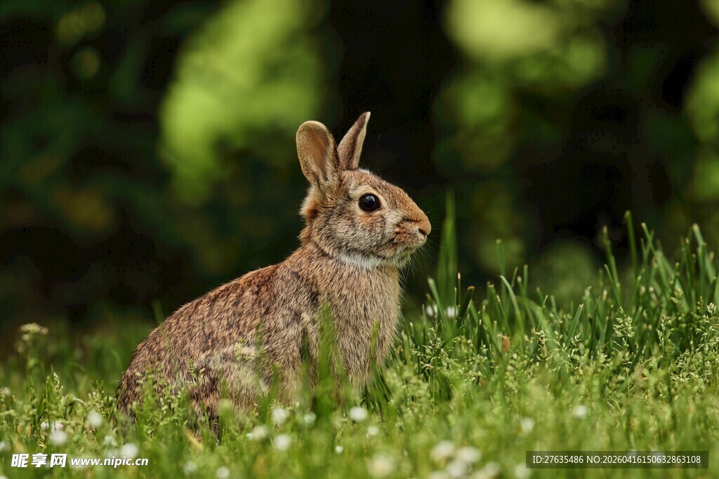 草地上的可爱野兔