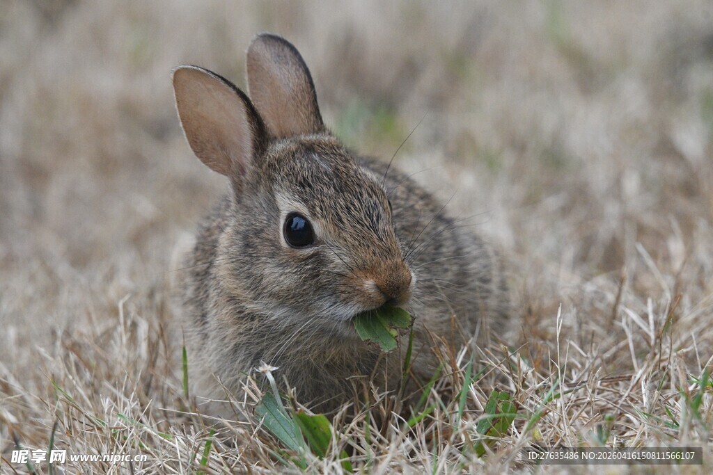 田野中的可爱灰兔子