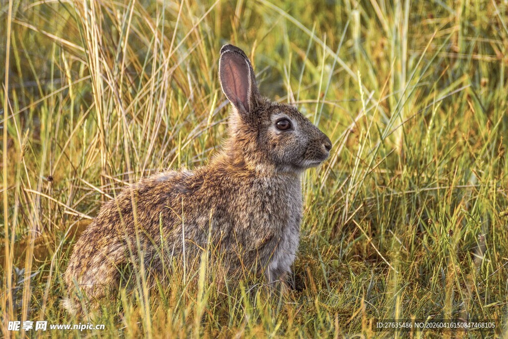 草丛中的野兔