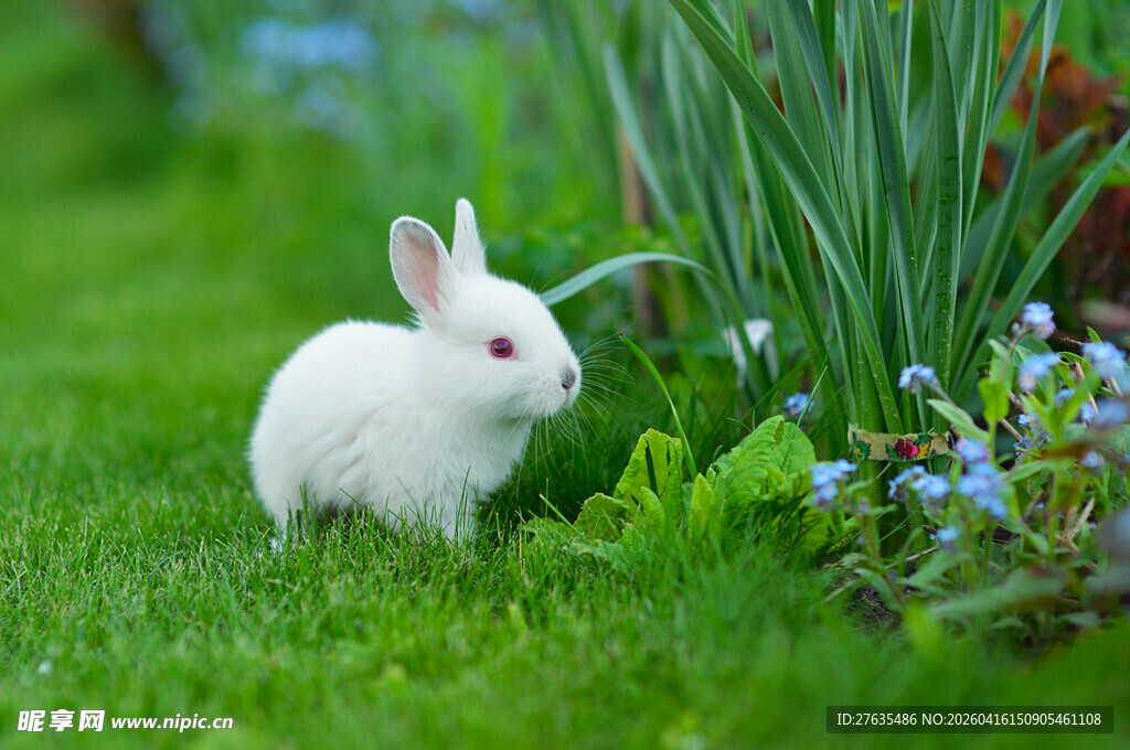 草地上的可爱白兔