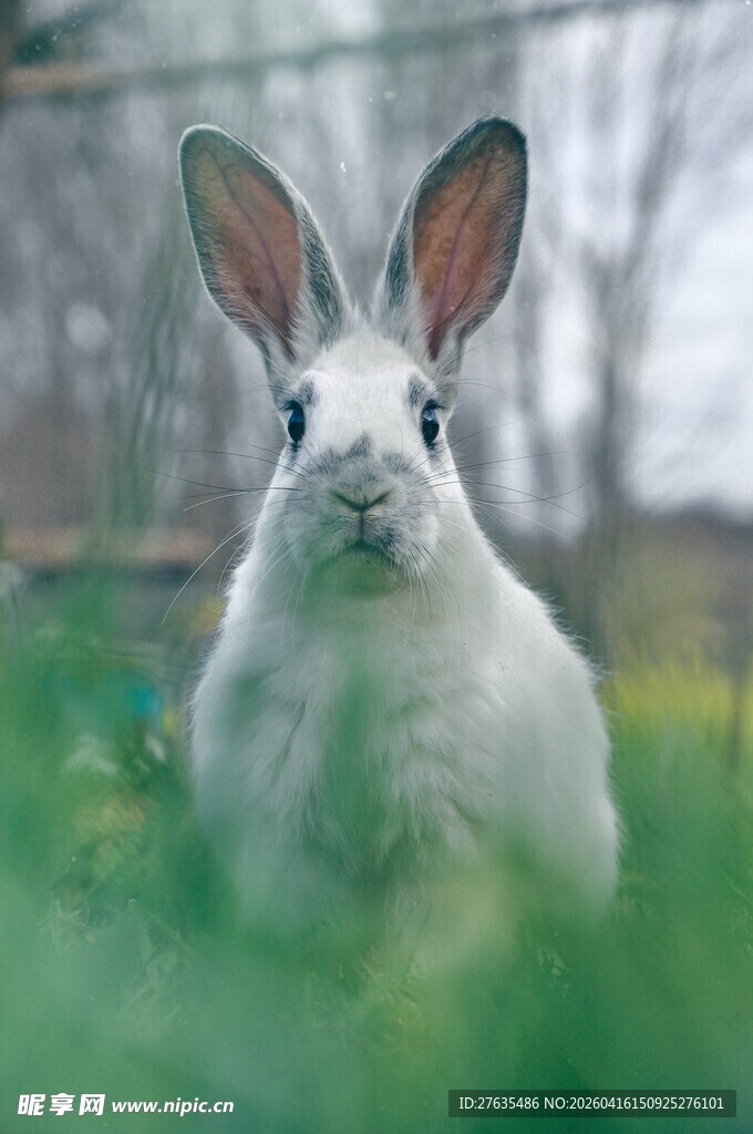 草地上的可爱白兔