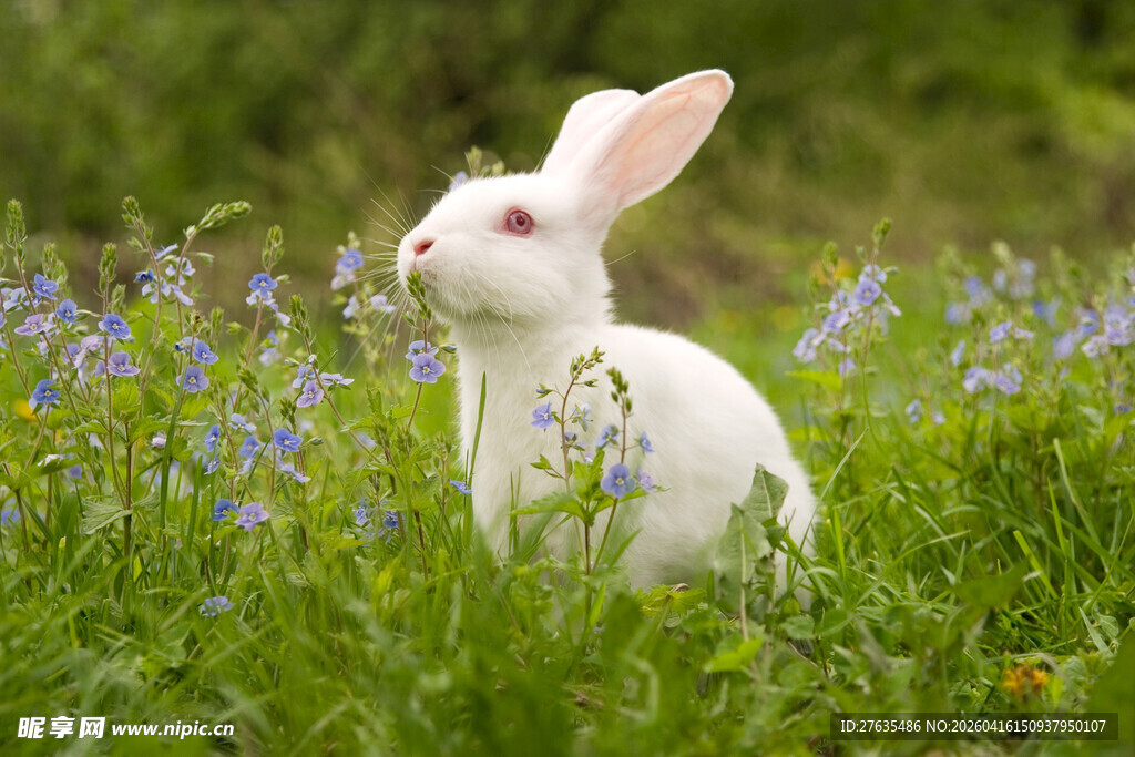 草地上的白色兔子