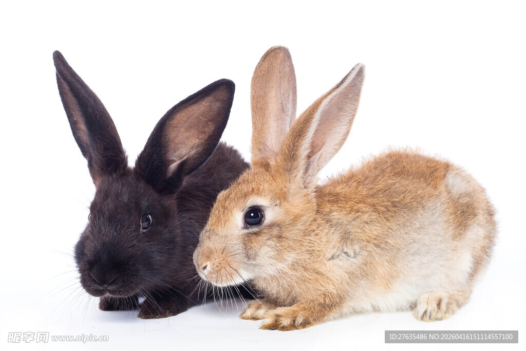 两只可爱兔子依偎在一起