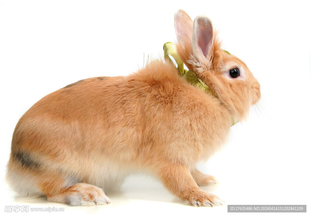 可爱棕兔佩戴绿色花环