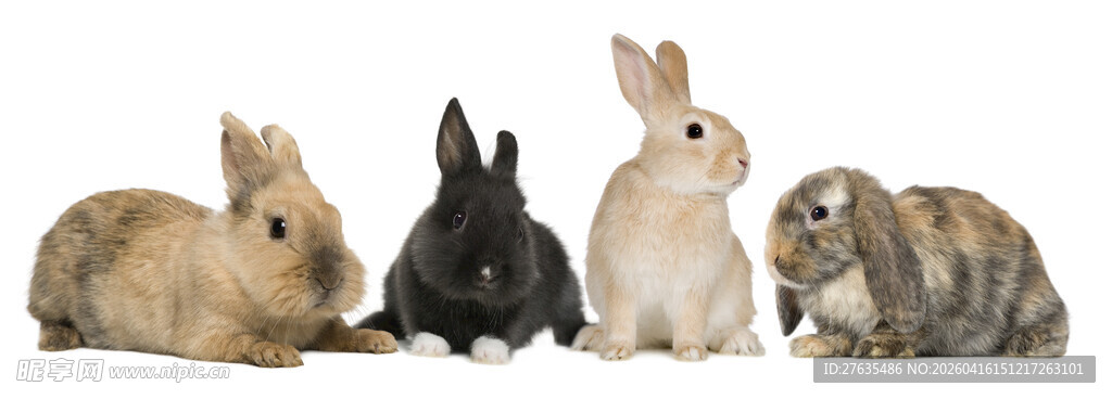 可爱小兔排排坐