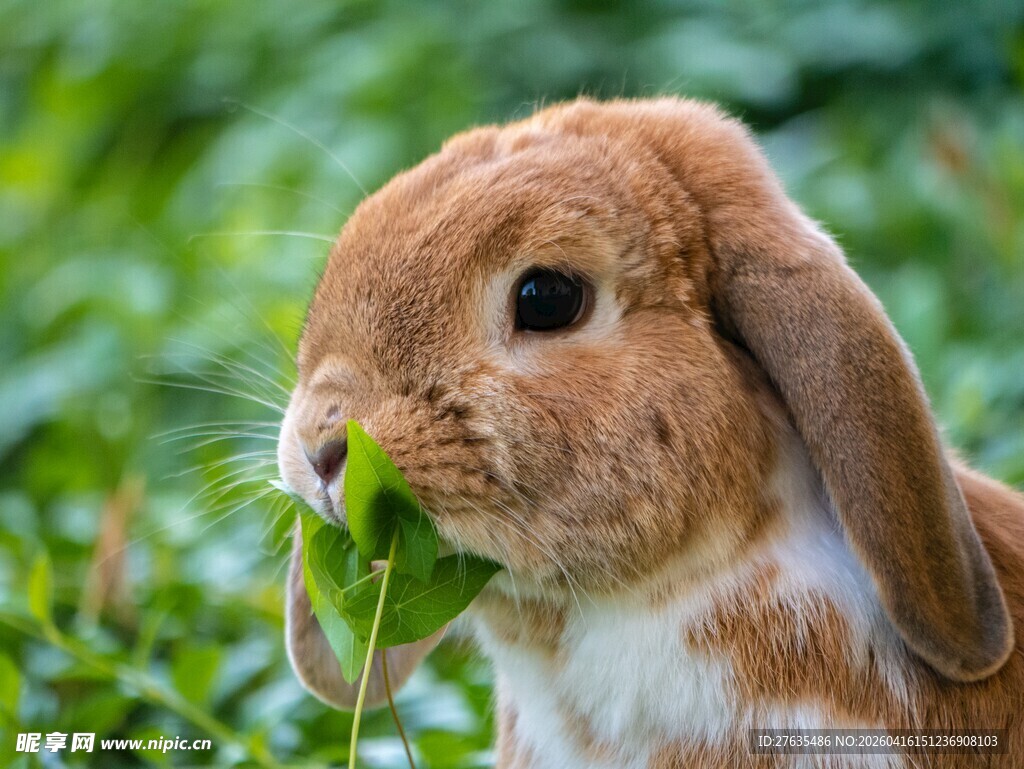 吃草的棕白相间可爱兔子