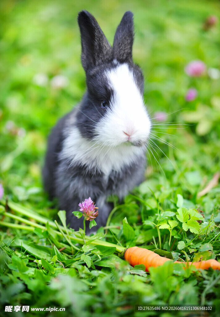 黑白萌兔于绿草地上