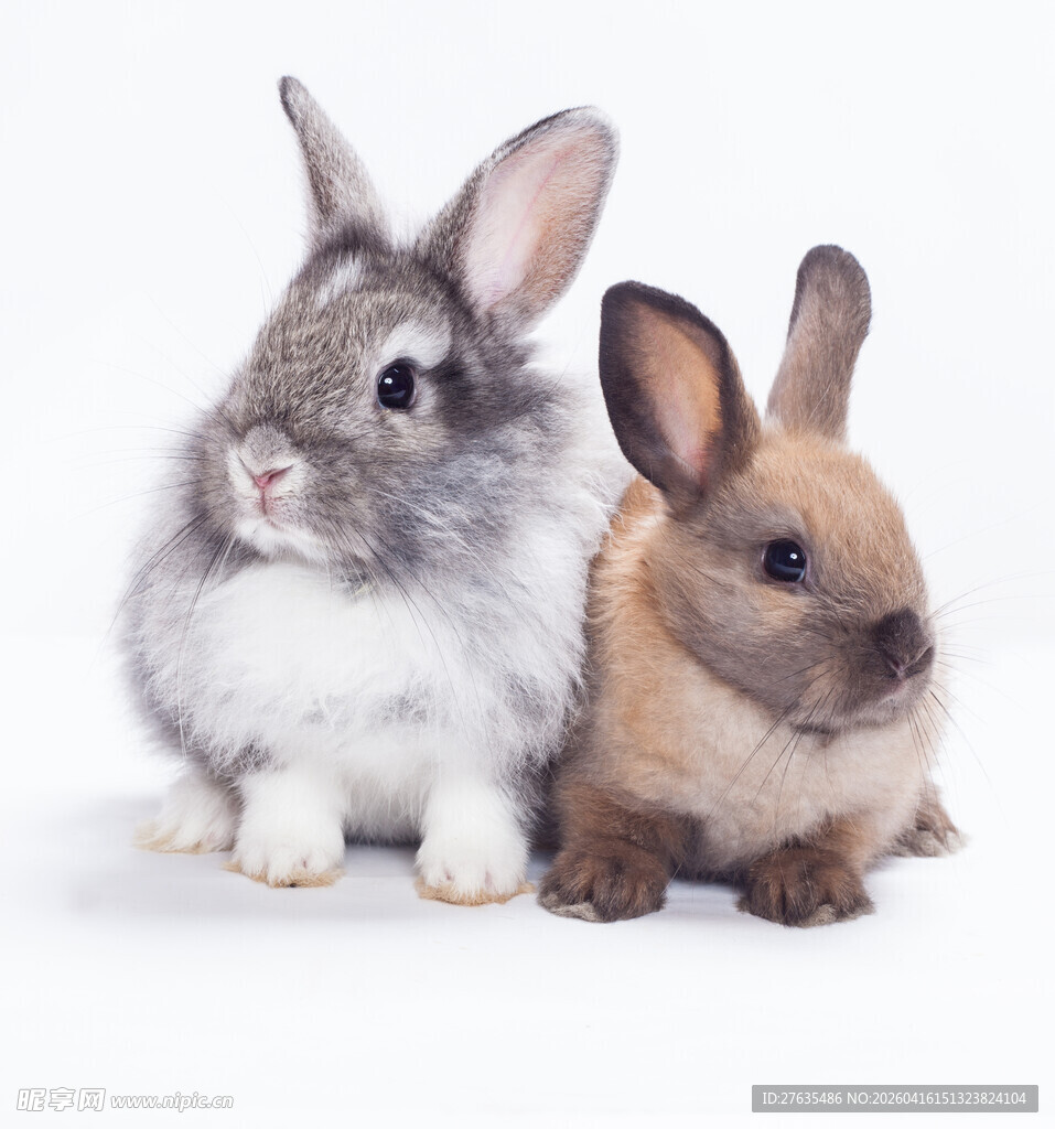 两只可爱小兔子