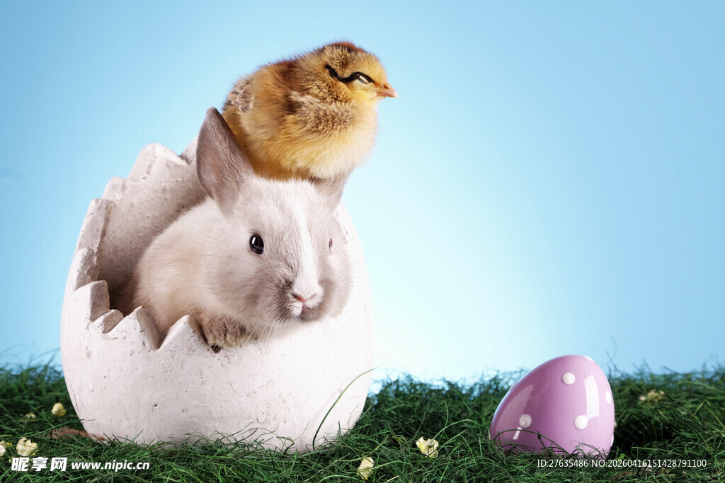 兔与鸡同框的趣味画面