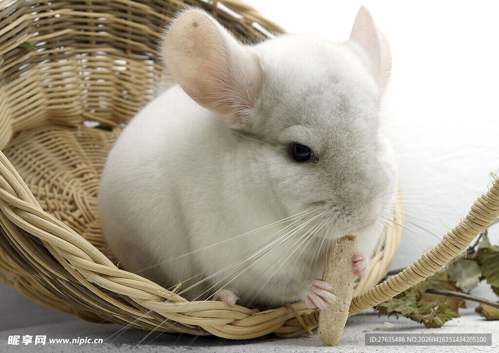 白色毛丝鼠安坐于草篮中