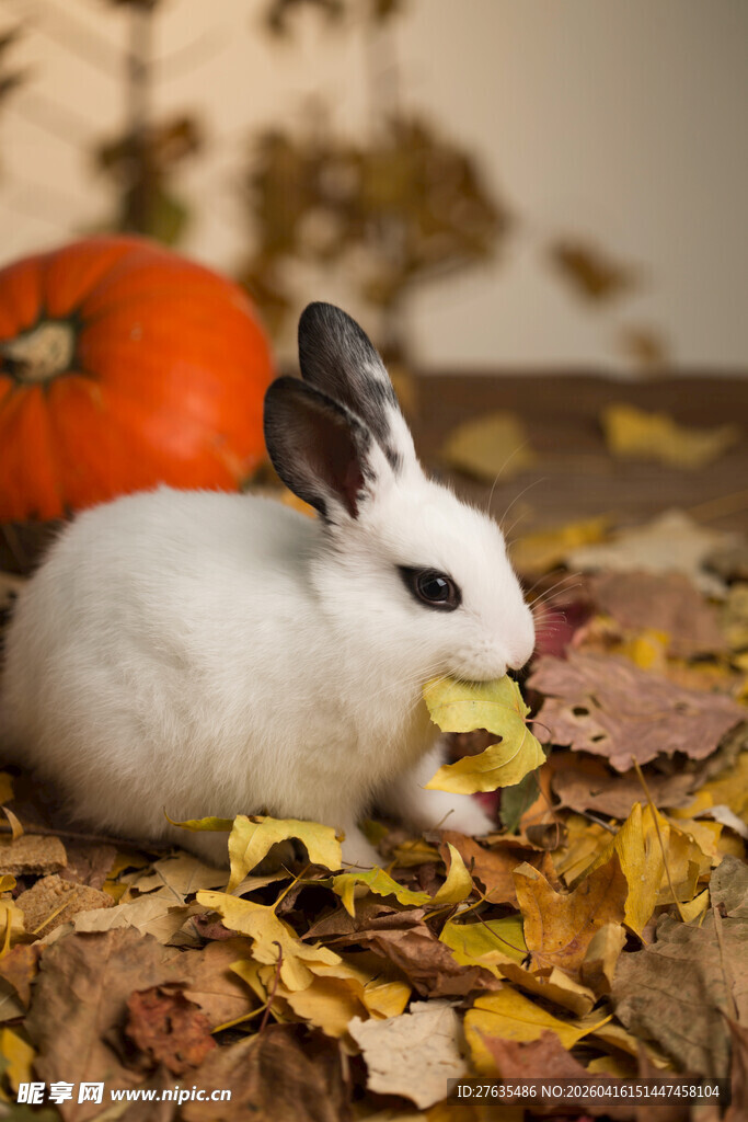 秋日白兔与南瓜落叶