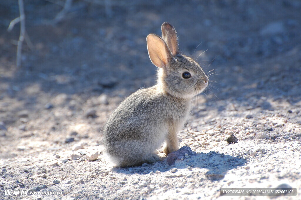 可爱野兔蹲坐沙石地面