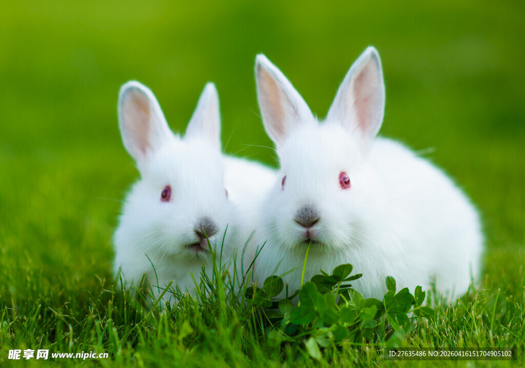 草地上的两只可爱小白兔