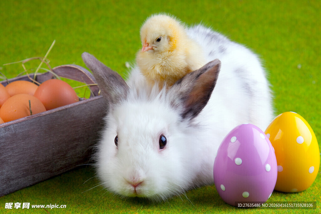 白兔小鸡