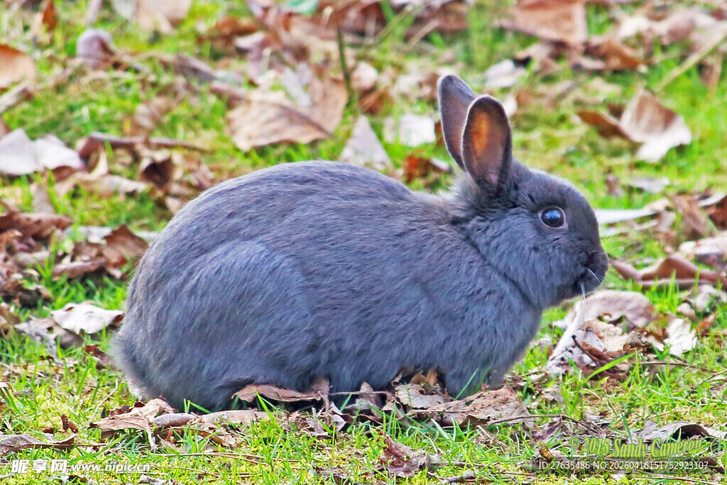 灰兔静卧于草地落叶间