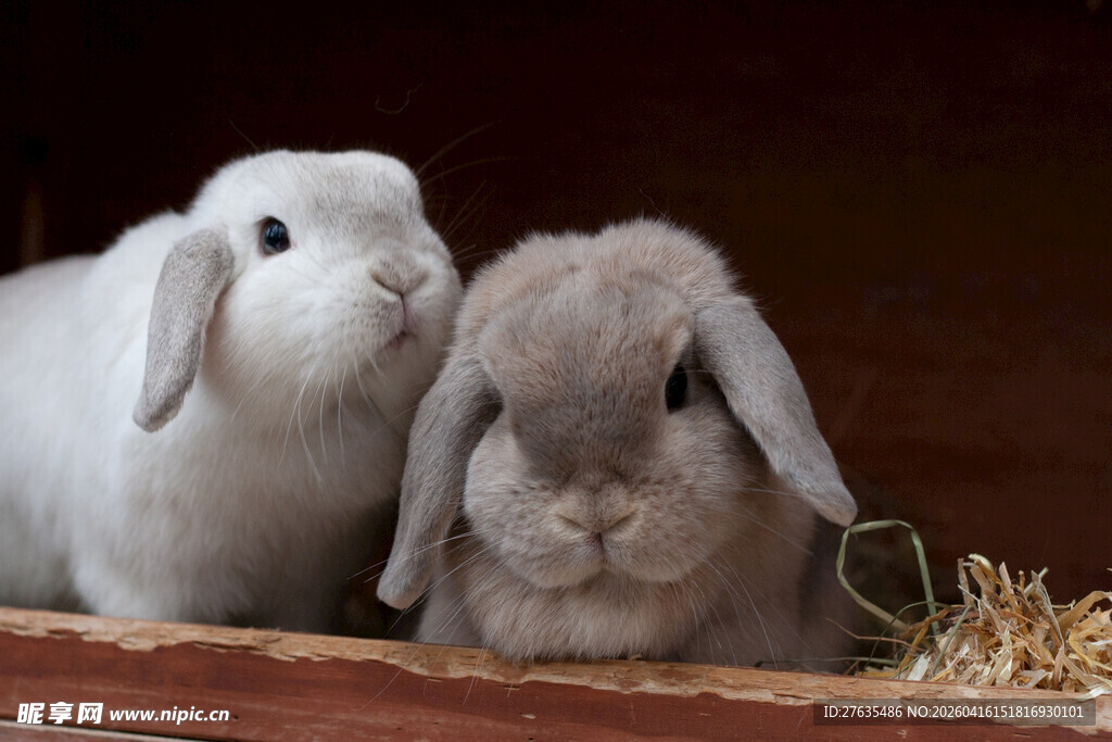 依偎的两只可爱毛茸茸兔子