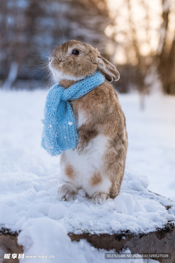 雪地中戴围巾的可爱兔子